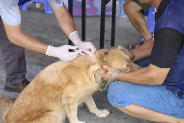 犬猫附红细胞体病的症状，病初仅见食欲稍差、精神沉郁等