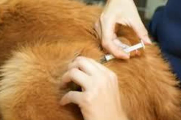 犬猫附红细胞体病的症状，病初仅见食欲稍差、精神沉郁等