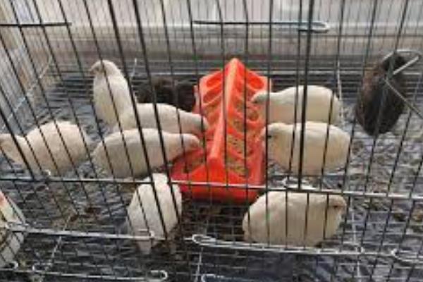 养芦丁鸡的注意事项，不可以饲喂发霉变质的饲料