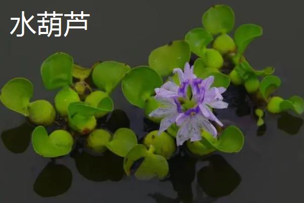 小虾的食物，植物性饵料、动物性饵料、合成饲料均可饲喂