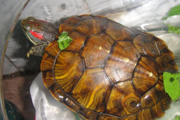 巴西红耳龟好不好养，饲养难度不大