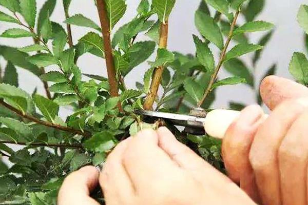 人参榕的养殖方法，适宜温度是18-33℃之间
