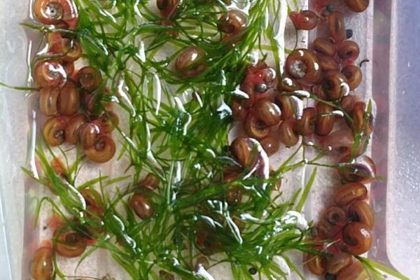 让苹果螺爆缸的方法，将水温保持在24℃左右、提供充足的食物可加快爆缸速度