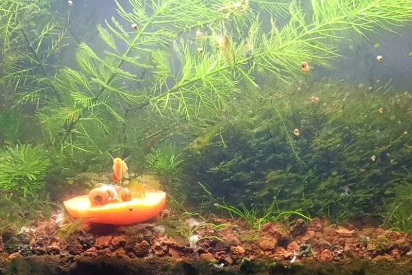 让苹果螺爆缸的方法，将水温保持在24℃左右、提供充足的食物可加快爆缸速度