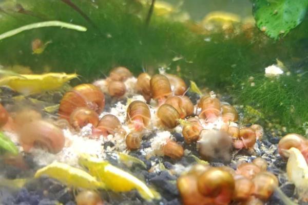 让苹果螺爆缸的方法，将水温保持在24℃左右、提供充足的食物可加快爆缸速度