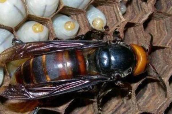 蜜蜂分为哪几种蜂，分为蜂王、工蜂和雄蜂