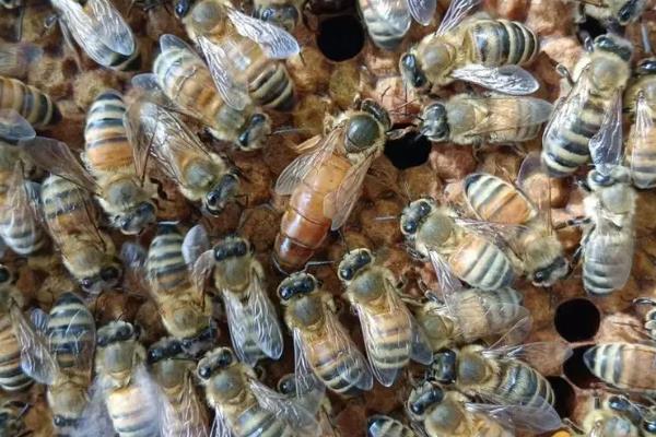 蜜蜂分为哪几种蜂，分为蜂王、工蜂和雄蜂