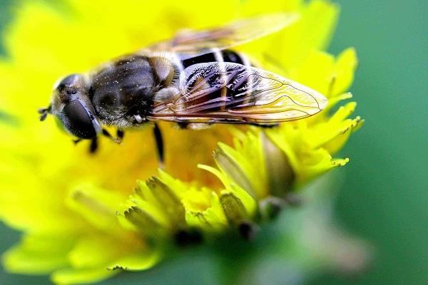 蜜蜂分为哪几种蜂，分为蜂王、工蜂和雄蜂