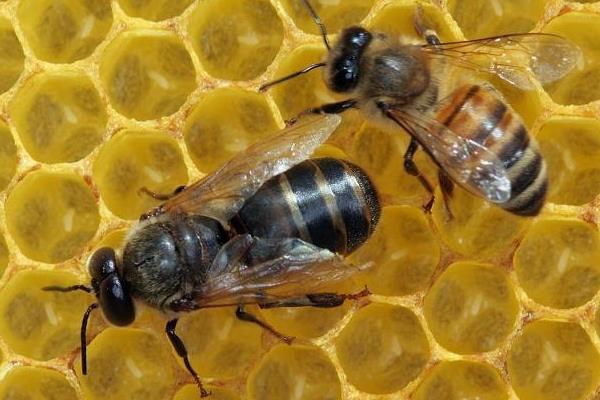 蜜蜂分为哪几种蜂，分为蜂王、工蜂和雄蜂