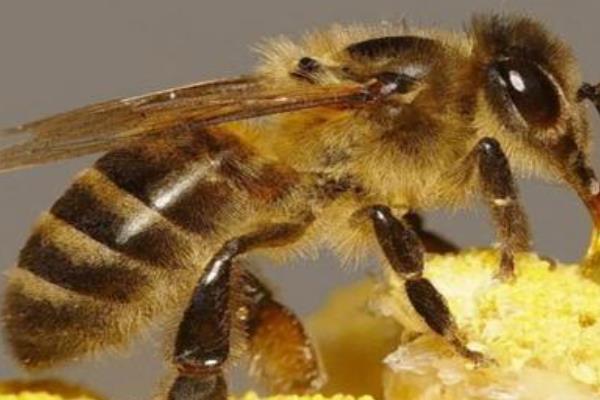 蜜蜂分为哪几种蜂，分为蜂王、工蜂和雄蜂