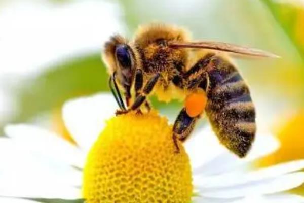 蜜蜂分为哪几种蜂，分为蜂王、工蜂和雄蜂