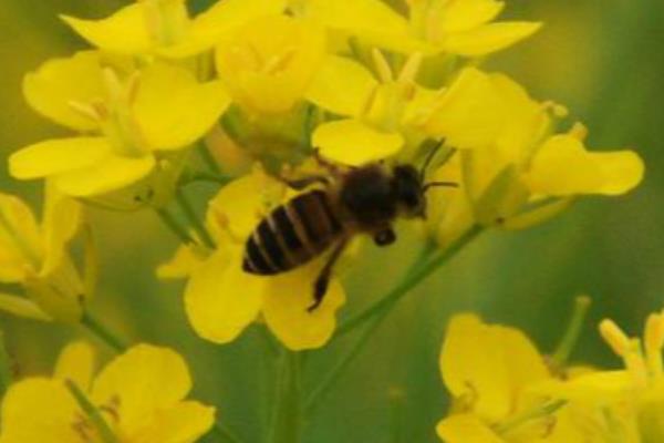 蜜蜂分为哪几种蜂，分为蜂王、工蜂和雄蜂