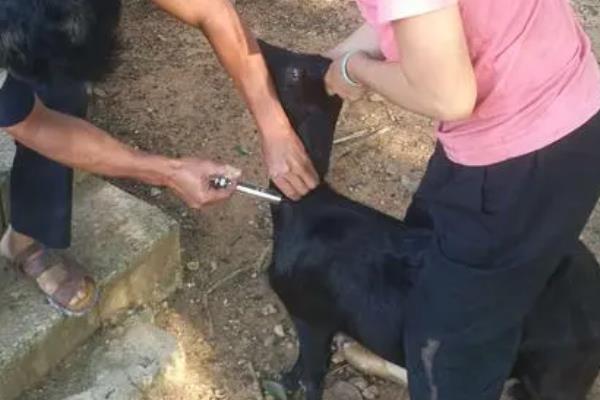 怀孕母羊能注射三联四防吗，尽量不要给怀孕的母羊注射三联四防