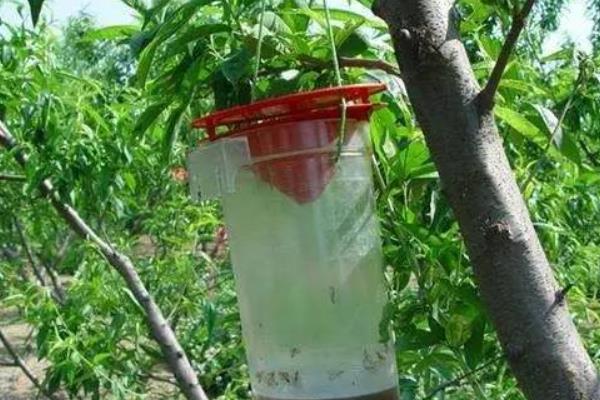 豆秆黑潜蝇的发生时间，越冬代成虫盛期在6月上旬