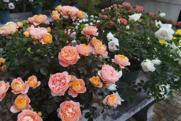 月季花有毒吗，无毒可以在室内养殖