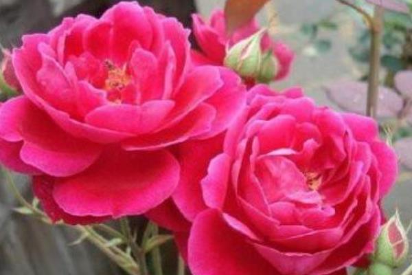 月季花有毒吗，无毒可以在室内养殖
