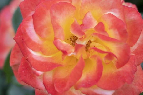 月季花有毒吗，无毒可以在室内养殖