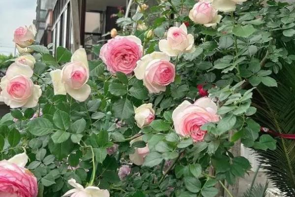 月季花有毒吗，无毒可以在室内养殖