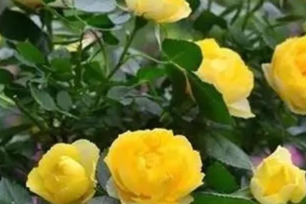 月季花有毒吗，无毒可以在室内养殖