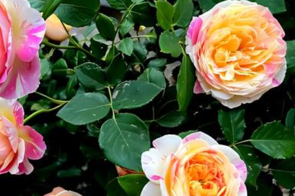 月季花有毒吗，无毒可以在室内养殖