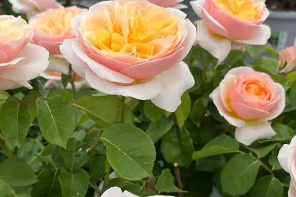 月季花有毒吗，无毒可以在室内养殖