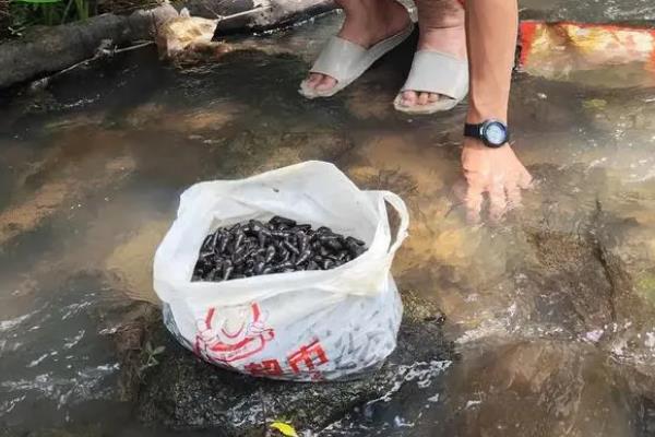 山坑螺的养殖技术，投放前先用生石灰进行清塘