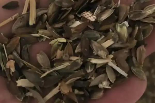 百日草种子的种植方法，尽可能选择上一年饱满种子