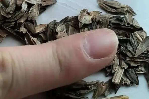 百日草种子的种植方法，尽可能选择上一年饱满种子