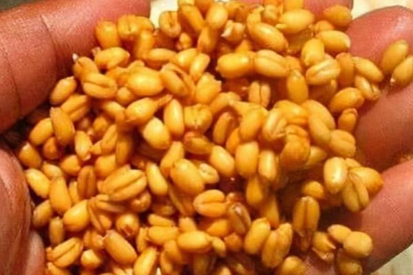钓鲫鱼适合用什么饵，自然饵、自制饵、商品饵均可使用