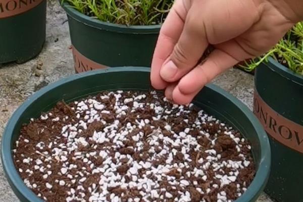 百日草种子的种植方法，尽可能选择上一年饱满种子