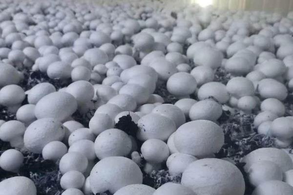 双孢菇如何种植，可采用撒播、混播以及层播的方式播种