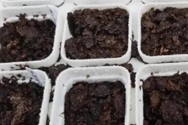 百日草种子的种植方法，尽可能选择上一年饱满种子