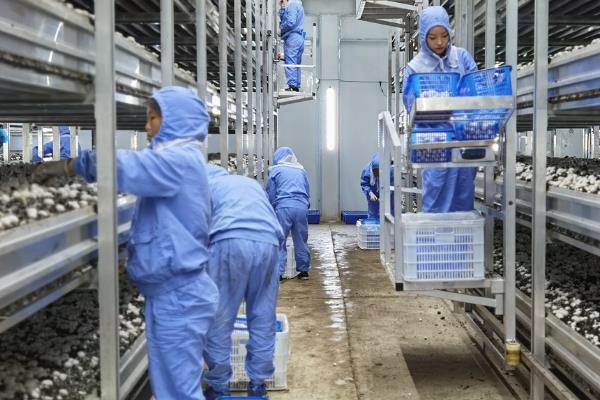 双孢菇如何种植，可采用撒播、混播以及层播的方式播种