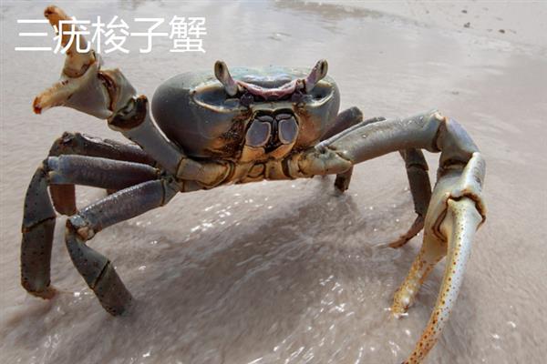 食用的螃蟹种类，常见的有三疣梭子蟹、拟穴青蟹等