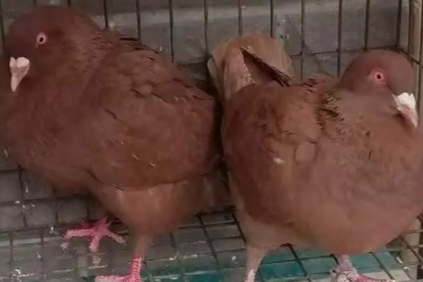 养什么品种的肉鸽好，可选择白羽王鸽、银羽王鸽等