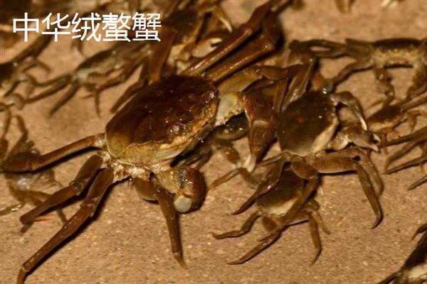 食用的螃蟹种类，常见的有三疣梭子蟹、拟穴青蟹等