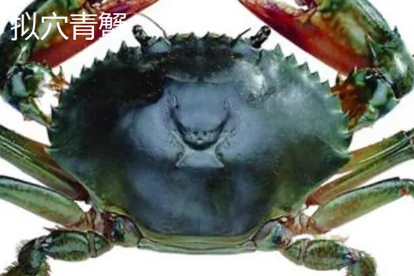 食用的螃蟹种类，常见的有三疣梭子蟹、拟穴青蟹等