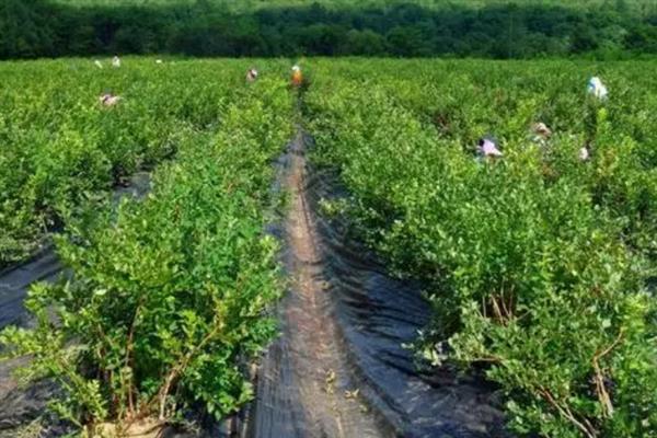 蓝莓树用什么土种植合适，PH值为4-5.5的沙壤土适合