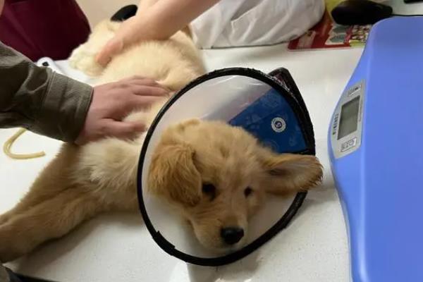 狗狗毛囊炎有哪些症状，常表现为四肢及颈部会出现潮红