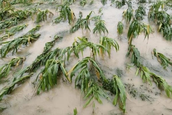 玉米水淹后发黄打什么药，可以喷洒井岗毒素或者多菌灵