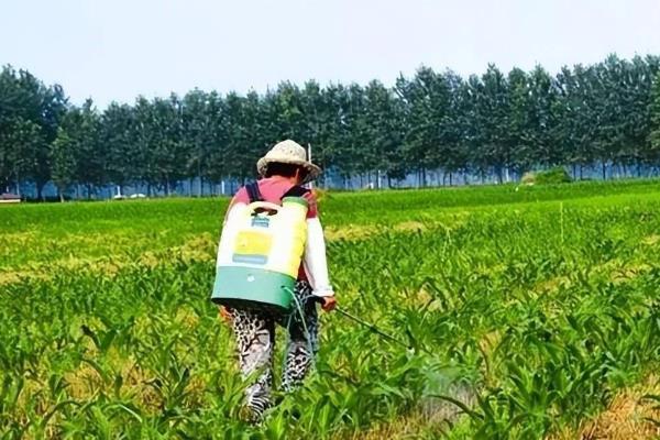 玉米水淹后发黄打什么药，可以喷洒井岗毒素或者多菌灵