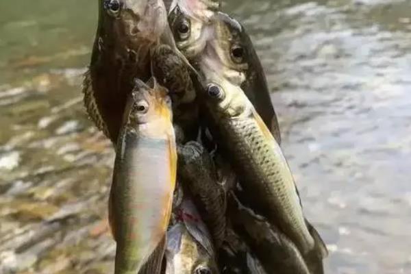 马口鱼要不要去鳞，无需去鳞但要清理内脏和鱼鳃