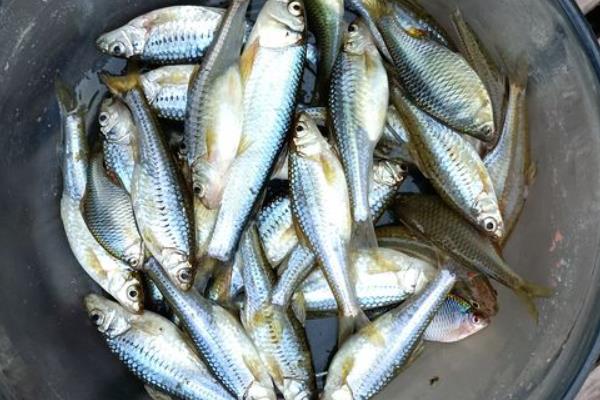 马口鱼要不要去鳞，无需去鳞但要清理内脏和鱼鳃