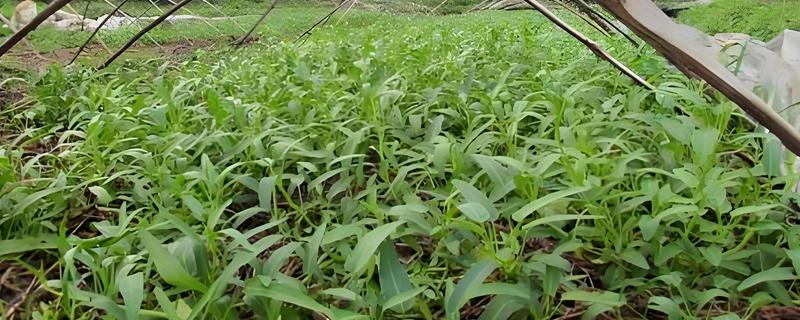 空心菜什么品种产量高，常见的有三梗大叶、大叶白等