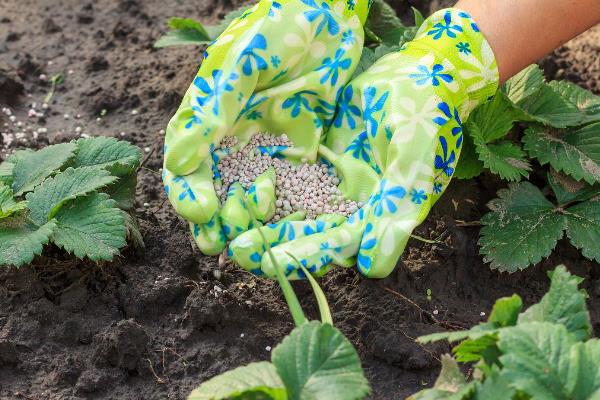 怎么种草莓，每穴定植一株健康、须根较多的幼苗