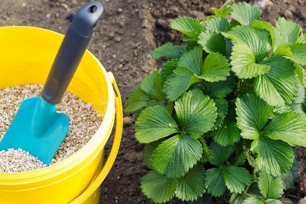 怎么种草莓，每穴定植一株健康、须根较多的幼苗