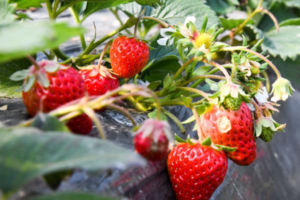 怎么种草莓，每穴定植一株健康、须根较多的幼苗