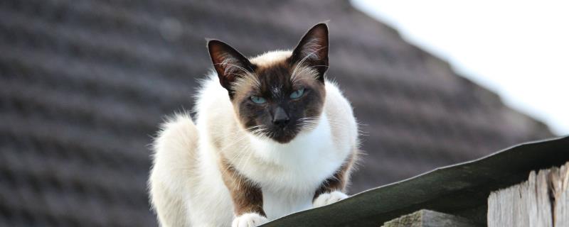 猫咪的上呼吸道感染怎么预防，包含疫苗预防、保持环境和养护卫生