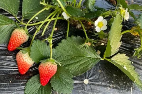 怎么种草莓，每穴定植一株健康、须根较多的幼苗