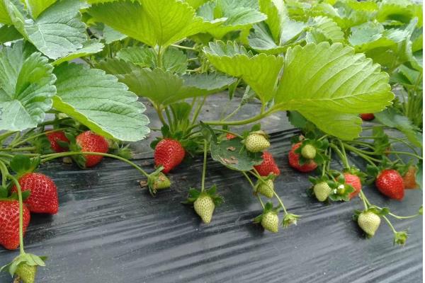 怎么种草莓，每穴定植一株健康、须根较多的幼苗